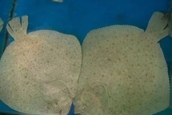 多宝鱼能不能养殖，要在靠近水源、交通方便的地方建造池塘