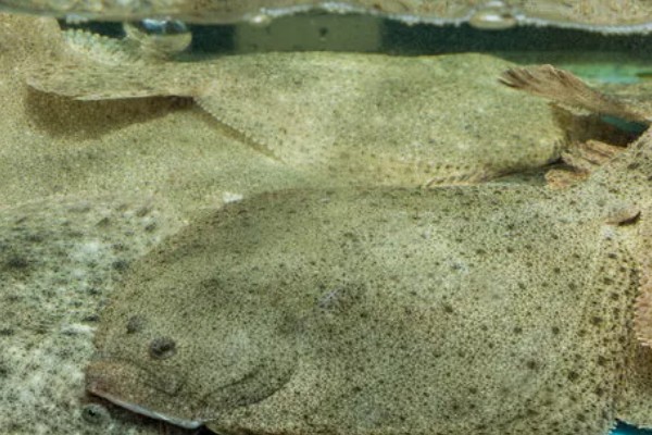 多宝鱼能不能养殖，要在靠近水源、交通方便的地方建造池塘