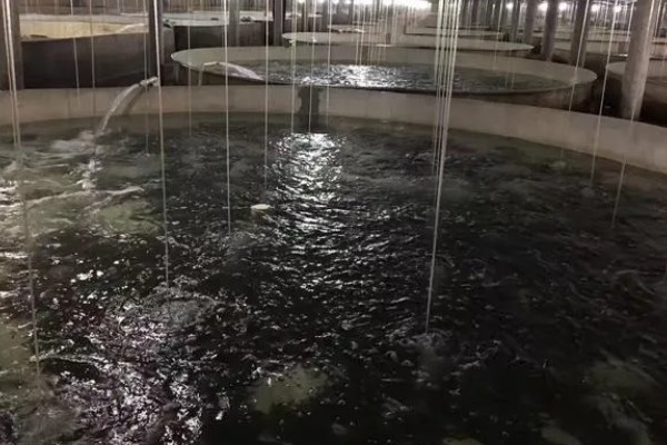 多宝鱼能不能养殖，要在靠近水源、交通方便的地方建造池塘