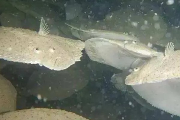 多宝鱼能不能养殖，要在靠近水源、交通方便的地方建造池塘