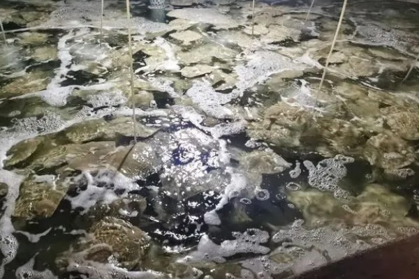 多宝鱼能不能养殖，要在靠近水源、交通方便的地方建造池塘