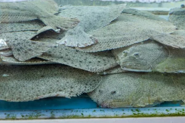 多宝鱼能不能养殖，要在靠近水源、交通方便的地方建造池塘