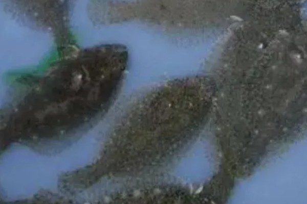 多宝鱼能不能养殖，要在靠近水源、交通方便的地方建造池塘