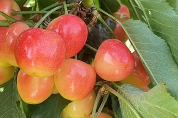 南阳樱桃品种简介,是日本选育的极晚熟品种