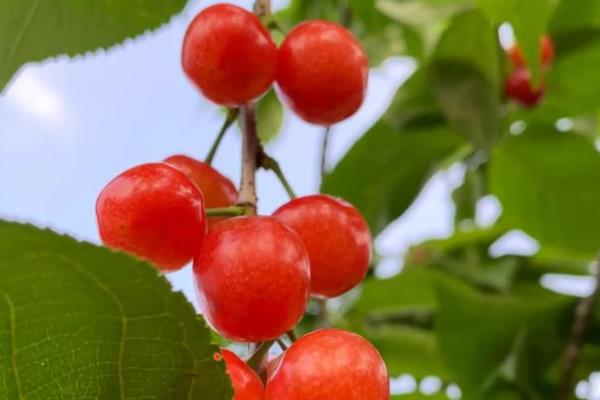 南阳樱桃品种简介,是日本选育的极晚熟品种