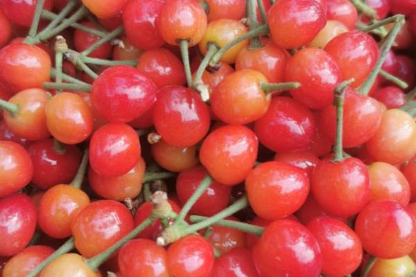 南阳樱桃品种简介,是日本选育的极晚熟品种