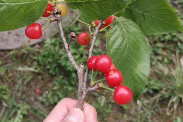 南阳樱桃品种简介,是日本选育的极晚熟品种