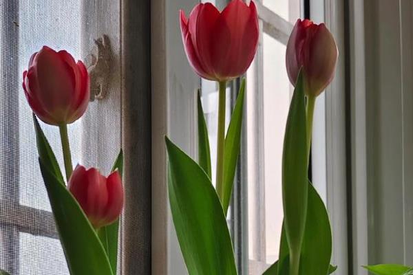 水培郁金香开花后的处理方法，鳞茎干瘪后可以直接丢弃