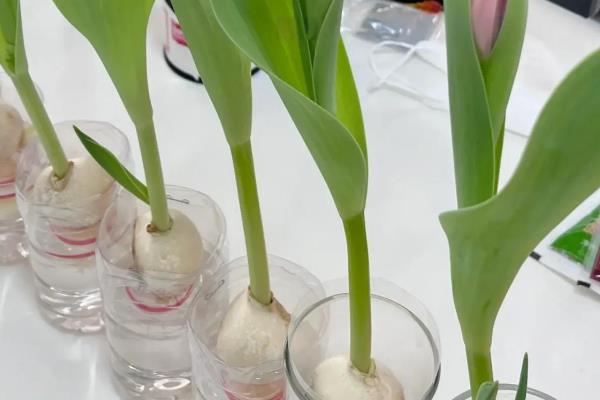 水培郁金香开花后的处理方法，鳞茎干瘪后可以直接丢弃