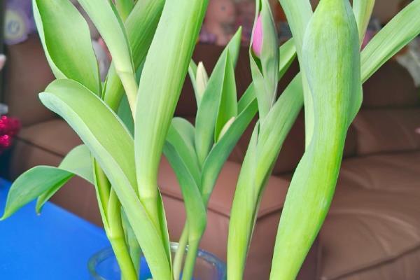 水培郁金香开花后的处理方法，鳞茎干瘪后可以直接丢弃