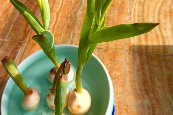 水培郁金香开花后的处理方法，鳞茎干瘪后可以直接丢弃