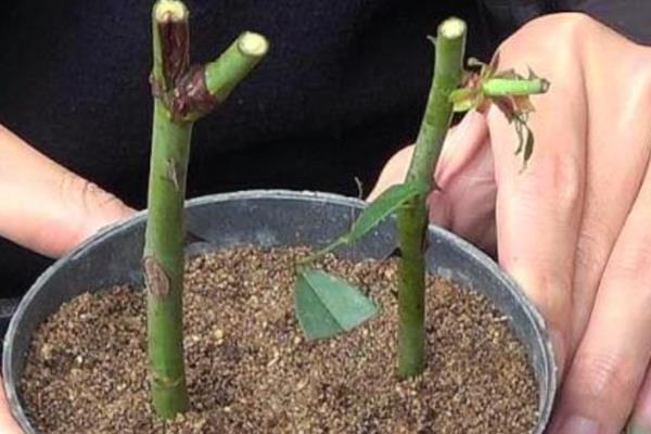 水培郁金香开花后的处理方法，鳞茎干瘪后可以直接丢弃