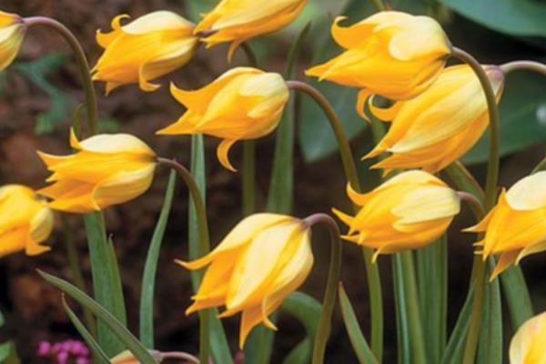 水培郁金香开花后的处理方法，鳞茎干瘪后可以直接丢弃