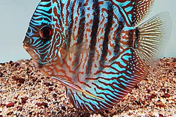 神仙鱼可以吃孔雀鱼饲料吗，可以选择专用的饲料来投喂