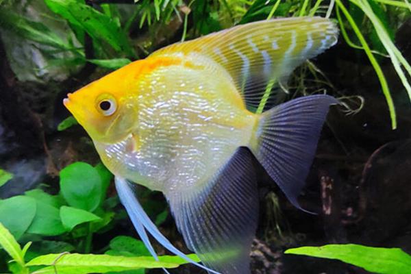 神仙鱼可以吃孔雀鱼饲料吗，可以选择专用的饲料来投喂