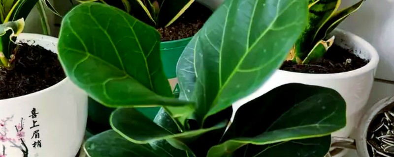 哪些大盆绿植适合养在客厅中，发财树、龟背竹等品种可以考虑