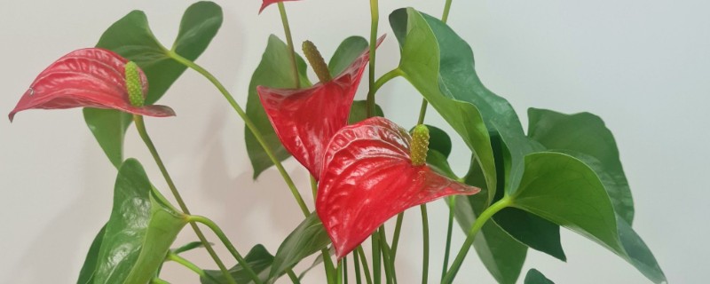 红掌的养殖方式，春秋季节每隔3天浇一次水