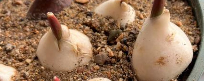 郁金香的球根如何栽培，栽入土坑中之后要压实土壤并浇水