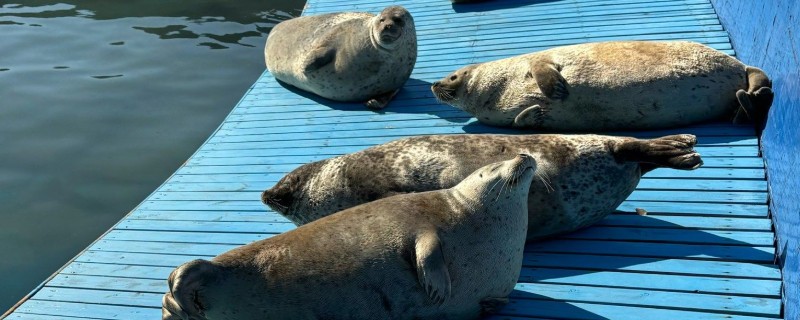 海豹有没有耳朵，没有耳壳但是有耳洞