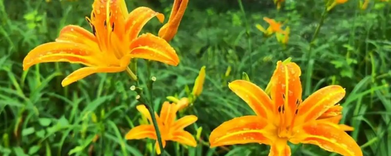 萱草的种植环境，作地被植物时几乎不被管理