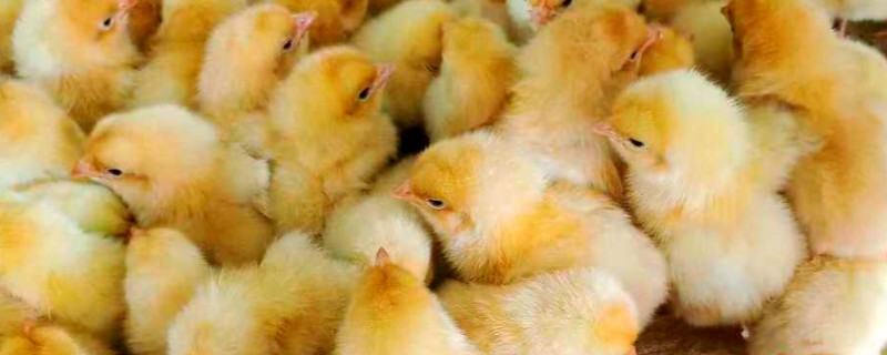 小鸡感冒有哪些症状，表现为流泪、流鼻涕等
