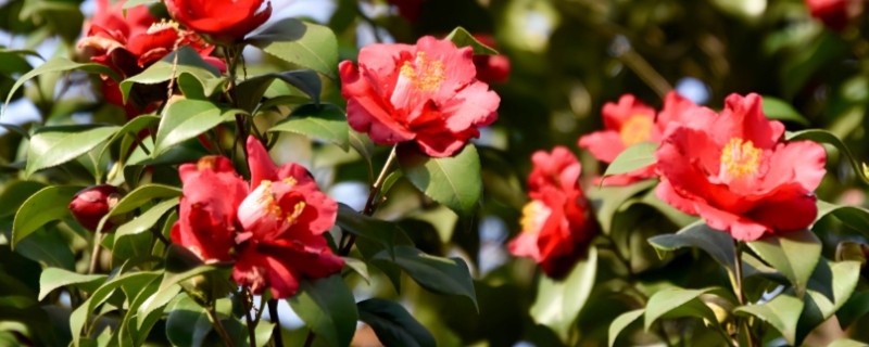 耐冬花如何修剪，一般一年进行一次修剪