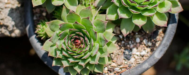 景天科观音莲为何叶片下垂，温度低、浇水过多等因素所致