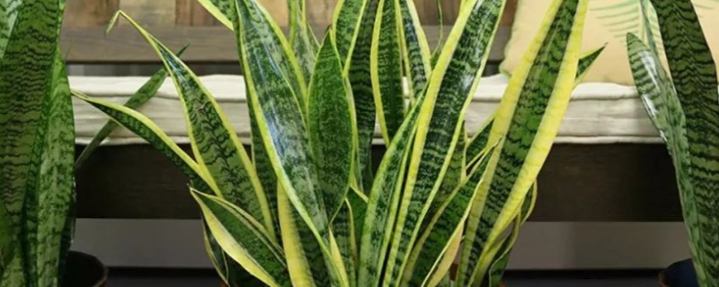 缺少阳光适合养什么花卉，可选择虎皮兰、绿萝等品种