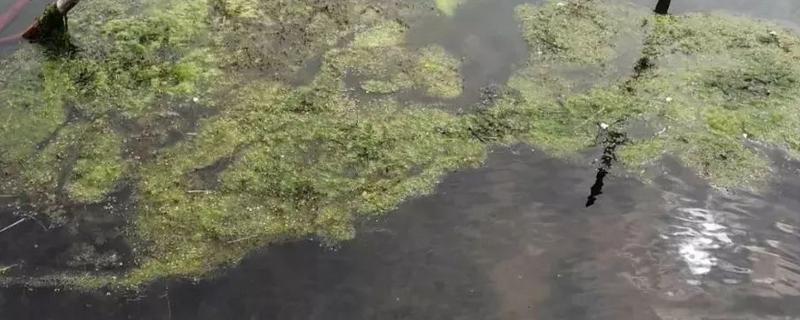 鱼塘青苔怎么治理，搭建遮阳网可抑制青苔生长