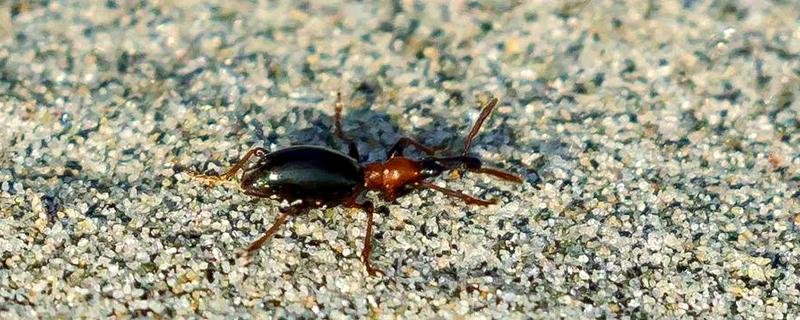 番薯象鼻虫怎么防治，实行水旱轮作可消灭田间虫源