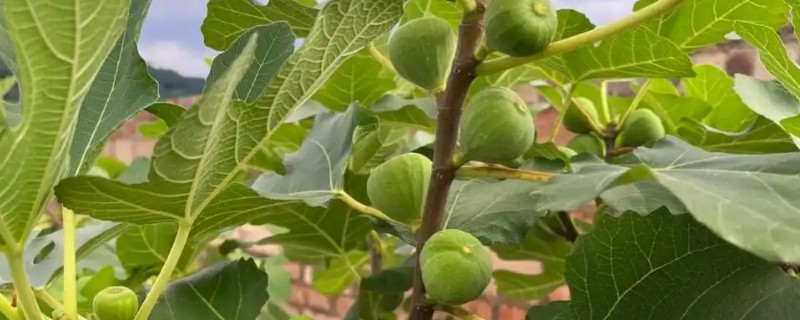 无花果怎样摘心打顶，在每年5月下旬至6月上旬进行