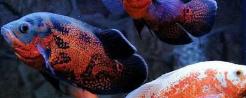 地图鱼可以承受的最低温度，最低水温是14℃