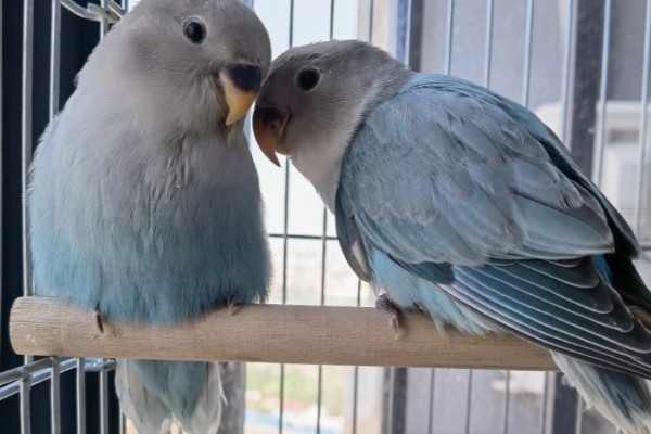 牡丹鹦鹉如何区分公母，可以观察头型、体型等