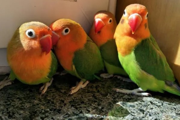 牡丹鹦鹉如何区分公母，可以观察头型、体型等