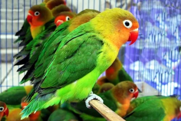 牡丹鹦鹉如何区分公母，可以观察头型、体型等