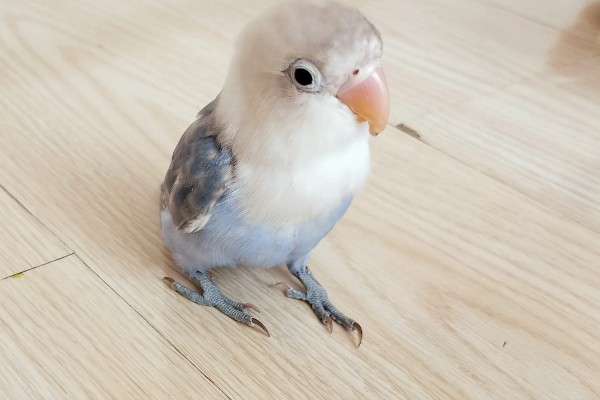 牡丹鹦鹉如何区分公母，可以观察头型、体型等