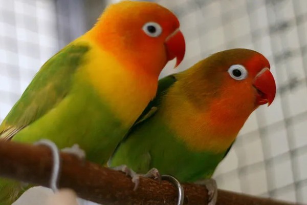 牡丹鹦鹉如何区分公母，可以观察头型、体型等