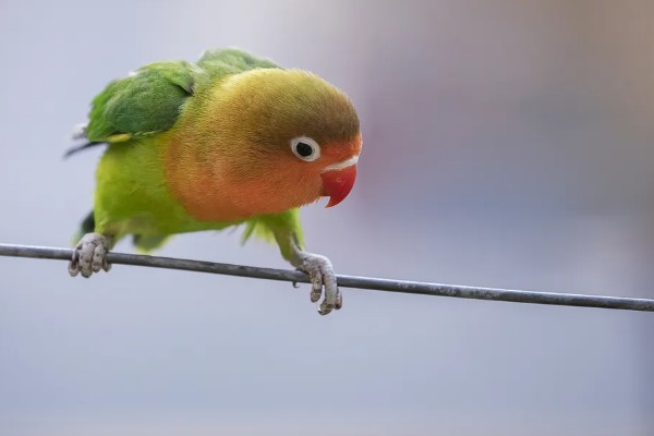 牡丹鹦鹉如何区分公母，可以观察头型、体型等