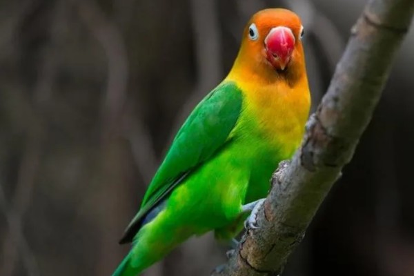 牡丹鹦鹉如何区分公母，可以观察头型、体型等