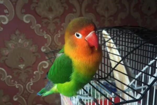 牡丹鹦鹉如何区分公母，可以观察头型、体型等