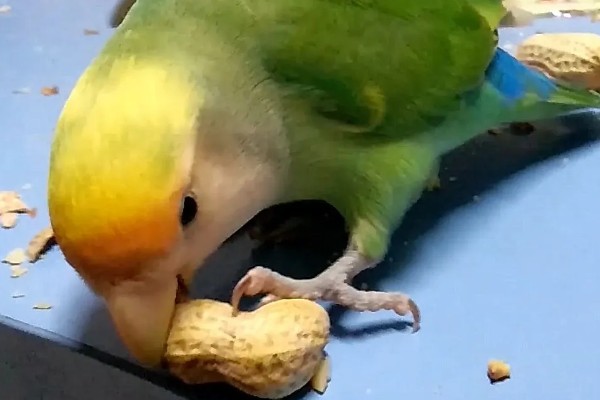 牡丹鹦鹉如何区分公母，可以观察头型、体型等