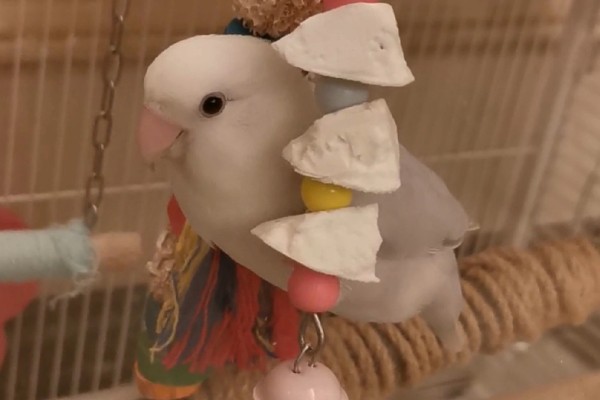 牡丹鹦鹉如何区分公母，可以观察头型、体型等