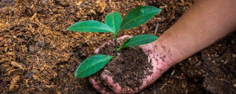 多菌灵的灌根方法，直接沿着根部表皮倒下去