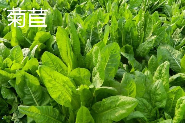 鹅喜欢吃哪些草，喜欢吃菊苣、苦荬菜等