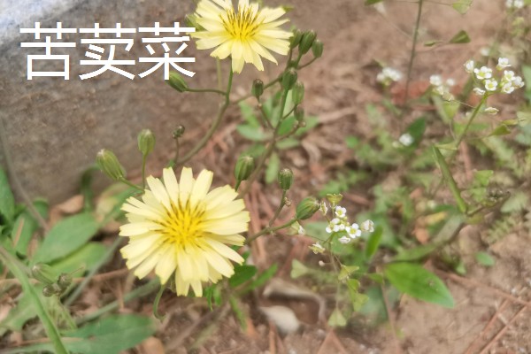 鹅喜欢吃哪些草，喜欢吃菊苣、苦荬菜等