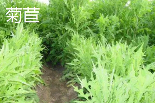 鹅喜欢吃哪些草，喜欢吃菊苣、苦荬菜等