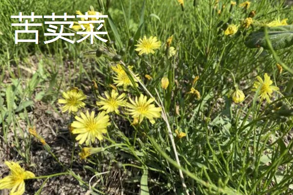 鹅喜欢吃哪些草，喜欢吃菊苣、苦荬菜等