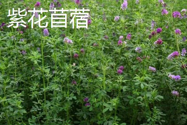 鹅喜欢吃哪些草，喜欢吃菊苣、苦荬菜等