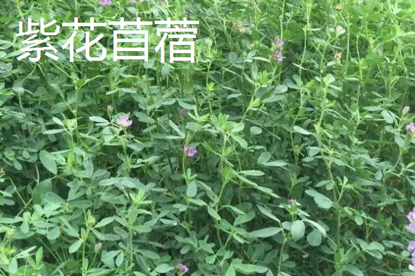 鹅喜欢吃哪些草，喜欢吃菊苣、苦荬菜等