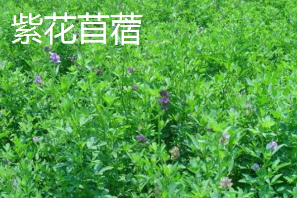 鹅喜欢吃哪些草，喜欢吃菊苣、苦荬菜等